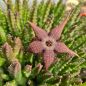 Preview: Stapelia schnizii var. angolensis